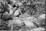 Pig festival, pig sacrifice: pig is pulled across a stream, being brought to slaughter