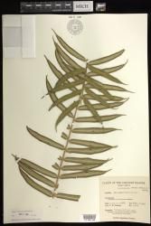 Angiopteris evecta