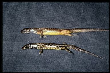 2 specimens (lateral)
