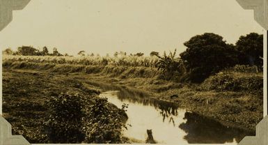 Sugar cane growing along the Rewa River?, Fiji, 1928
