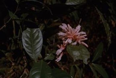 [Unidentified plant from Saruwaged Range, Papua New Guinea]