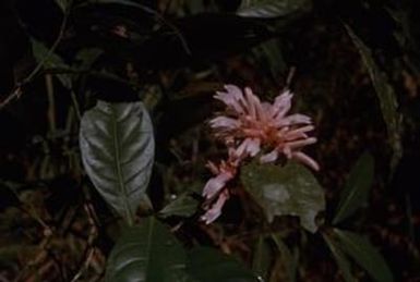 [Unidentified Plant from Morobe Province, Papua New Guinea]