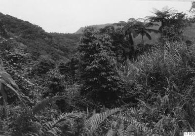 ["landskap, växtlighet, vegetation, fotografi, photograph"]