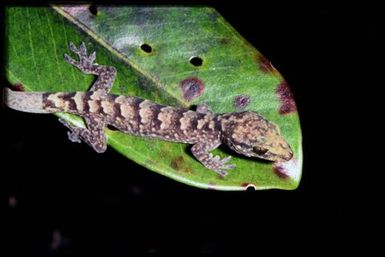 Gecko sp.