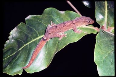 Carved pole with gecko