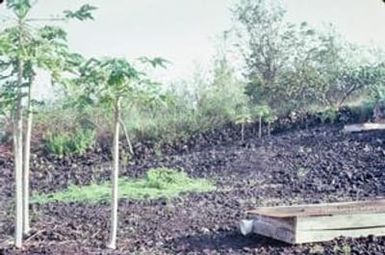 [Lava Rock in Hawaiian Backyard]
