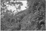 Pig festival, uprooting cordyline ritual, Tsembaga: decorated men at enemy boundary, disposing of plant