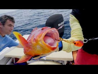 Manipulation des poissons attrapés en pêche sportive : leurres de surface et jig