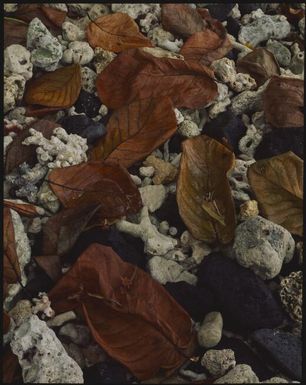 Rock and leaf detail, Fiji?, 1994? Peter Dombrovskis