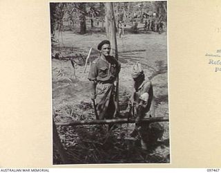 TUNNEL HILL ROAD, RABAUL, NEW BRITAIN. 1945-09-27. A JAPANESE SOLDIER, WORKING UNDER THE DIRECTION OF WARRANT OFFICER 1 D.W. MACARTHUR AT 2/4 ARMOURED REGIMENT CAMP, SAWS BAMBOO POLES INTO LENGTHS ..