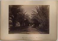 Date Palm Avenue. Honolulu, Hospital grounds
