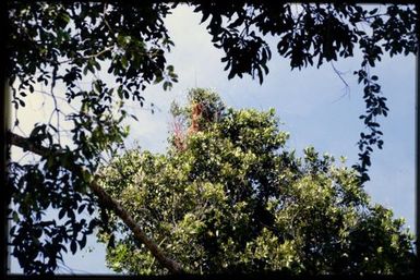 Flowering Metrosideros in canopy