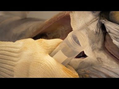 How to extract the blood of a dead fish l Pacific fish biosampling