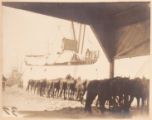 Hoisting Horses on Board U.S.A.T."Astec" at Honolulu, HI