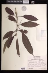 Claoxylon indicum