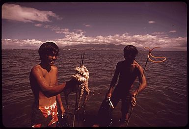 ON SATURDAY, SCHOOLBOYS FROM LANAI CITY GO OUT TO DIVE FOR OCTOPUS--A DELICACY WHICH REPRESENTS GOOD MONEY IF SOLD TO LOCAL MARKETS