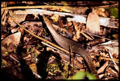 Caledoniscincus orestes