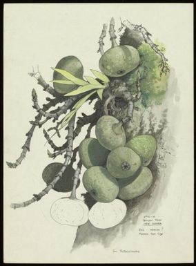 Ficus sp., family Moraceae, Baiyer River, New Guinea, 1 May 1970 / William T. Cooper