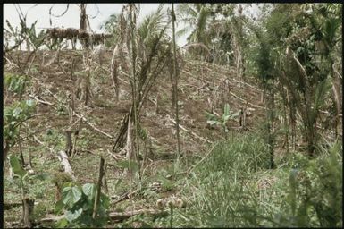 Garden : Bougainville Island, Papua New Guinea, March 1971 / Terence and Margaret Spencer