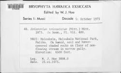 Sciaromium tricostatum