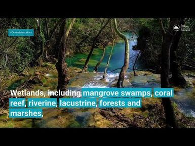 Ocean Science Fact: Wetlands: Guardians of Our Climate