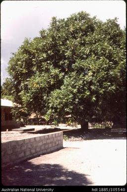 Breadfruit, Tarawa