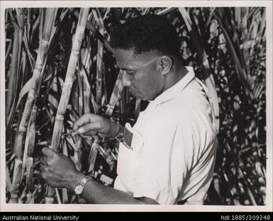 Inoke Galu Yalimainai, Assistant specialising in cane breeding