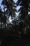 Copra and cocoa plantation, east coast of Bougainville, Jun 1963