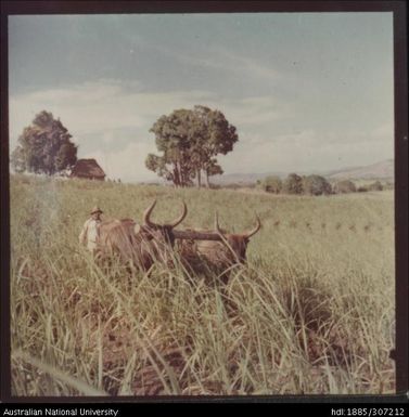 Using bullocks to plough field