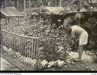 MADANG, NEW GUINEA. C. 1944-10. A "GARDENER'S PARADISE" IS HOW FLIGHT LIEUTENANT (FLT LT) J. E. PARRIS, PARKES, NSW, WOULD DESCRIBE THE MADANG AREA. HE IS TENDING THE GARDEN HE STARTED ELEVEN WEEKS ..