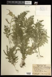 Selaginella arbuscula