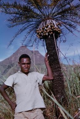 [Cycas media at Leron Plains, Papua New Guinea]