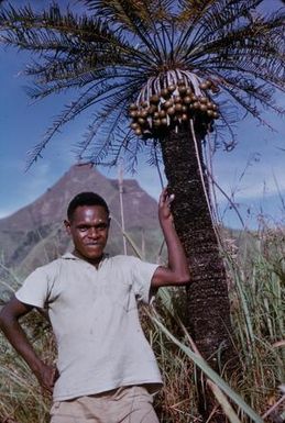 [Cycas media from Leron Plains in Papua New Guinea] BRIT-A-AR003-003-04-125