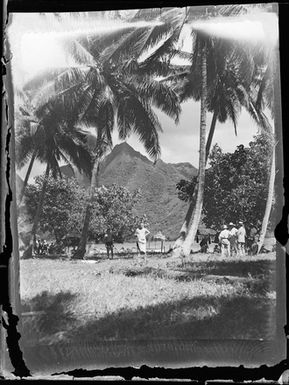 [View of people on grass next to palm trees]