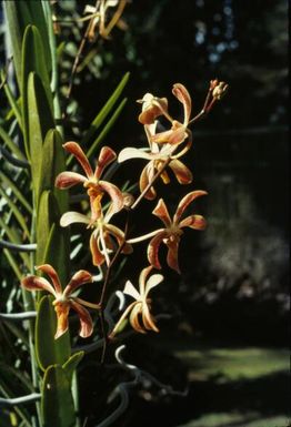 “Orchid Lae’s vegetation. in the garden” (original caption).