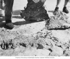 Bikini Resurvey reseachers lifting up a rock to uncover a crab on Uku Island, summer 1947