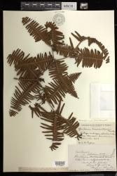 Dicranopteris linearis f. emarginata
