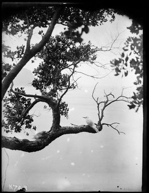 White Tern : adult and young (Tern) on branch, Metrosideros tree