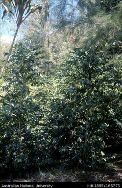 Coffee growing, picking and drying - Native coffee planted