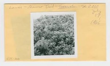 [Scaevola chamissoniana in Hawaii, envelope IE25-200]