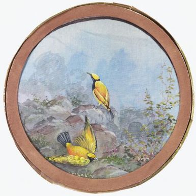 Two yellow birds of paradise, Papua New Guinea, 1917 / Ellis Rowan