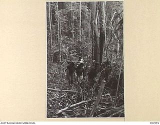 WEWAK AREA, NEW GUINEA, 1945-06-09. NATIVE CARRIERS CARRYING MORTAR BOMBS UP THE HILL TO THE MORTAR CREW WITH B COMPANY, 2/8 INFANTRY BATTALION