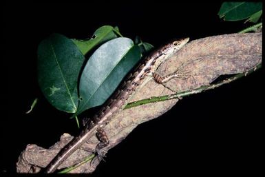 Epibator nigrofasciolatus