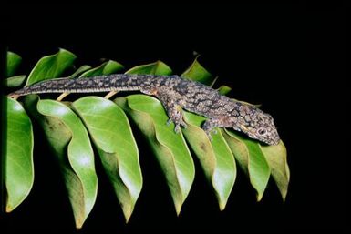 Gecko sp.