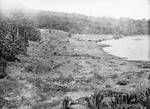 Damaged trees, New Guinea?, c1924 to ?