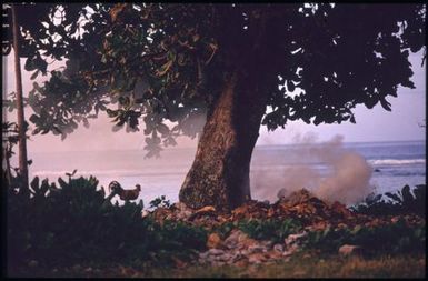 Tree, ocean and fire