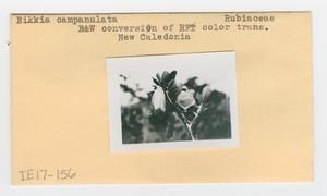 [Bikkia campanulata in New Caledonia, envelope IE17-156] BRIT-A-AR003