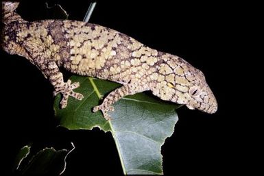 Eurydactylodes vieillardi