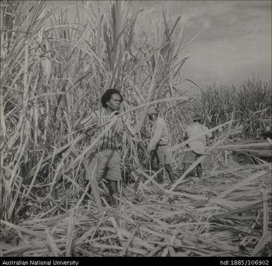 Farmers cutting cane