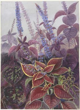 Plectranthus scutellarioides (L.) R. Br., family Lamiaceae, Papua New Guinea, 1916 / Ellis Rowan